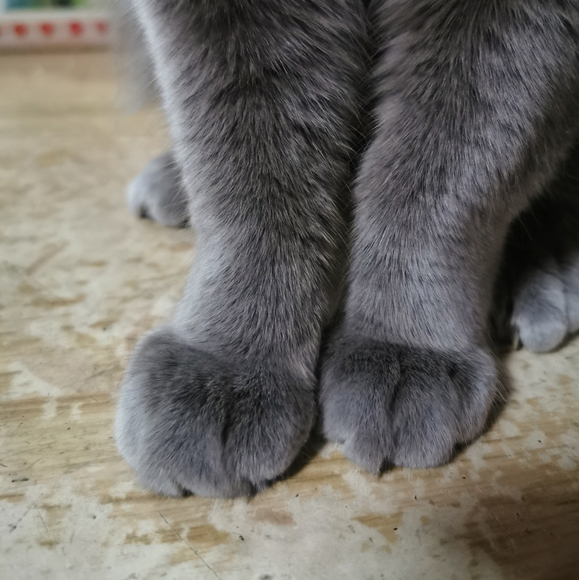 Meet your Posher, Hongjun - Picture 3 of 3